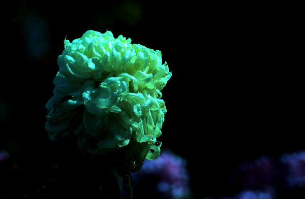 北京植物園菊花