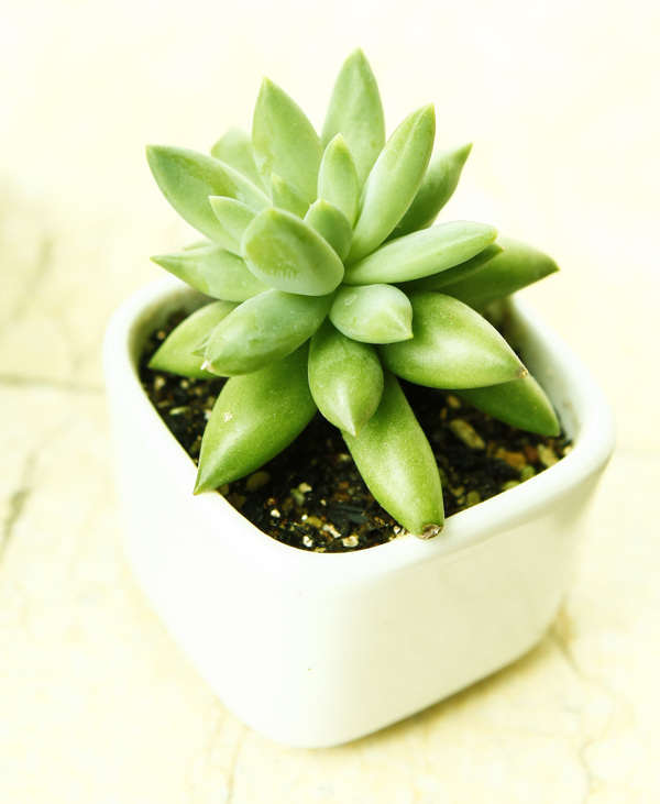 多肉植物圖片