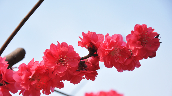 位圖寫實(shí)花卉植物花朵梅花免費(fèi)素材
