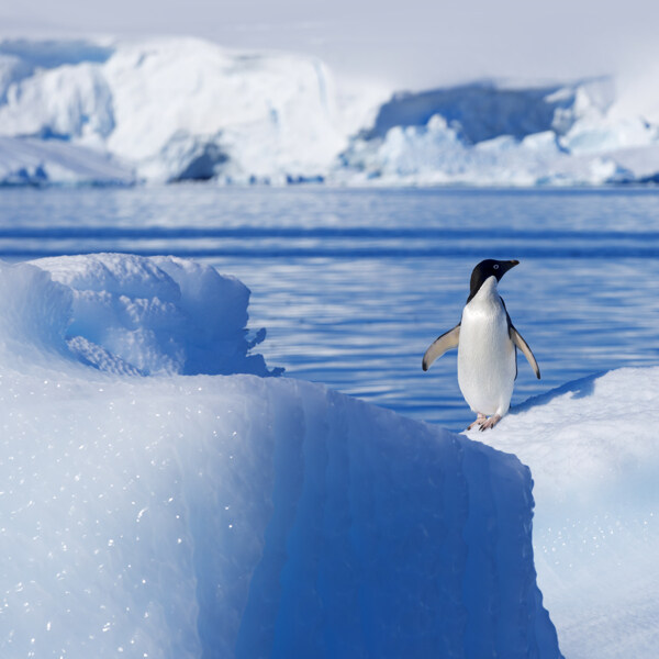 冰山中的一只企鹅图片