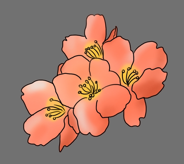 日本粉色的花朵插画