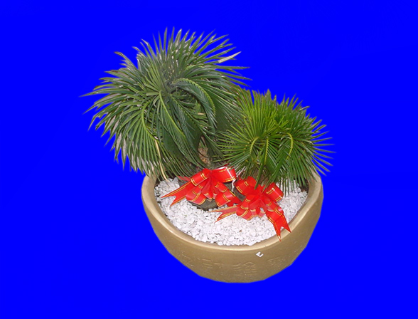 盆栽108植物素材