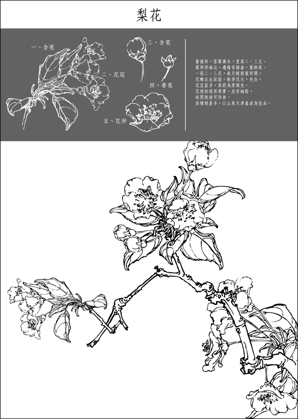 矢量白描梨花