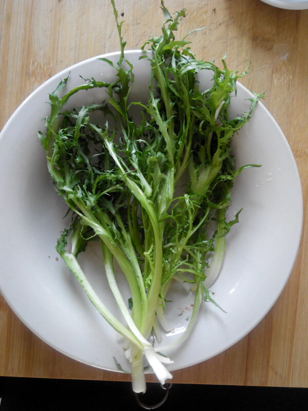 苦苣菜圖片