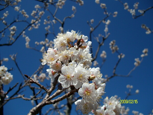 櫻桃花圖片