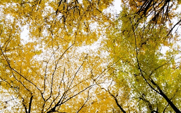 黄色树林