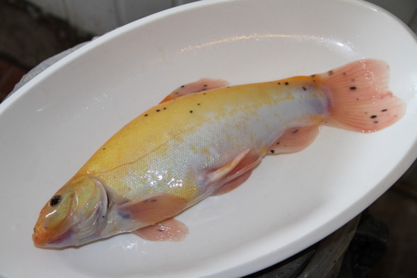 野生丁貴魚圖片
