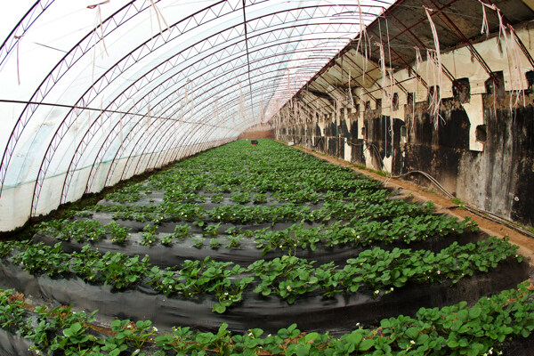 日光温室内的草莓种植图片