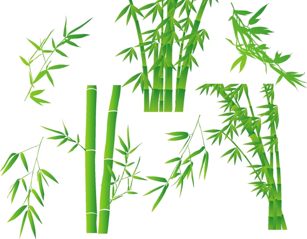 竹子圖片