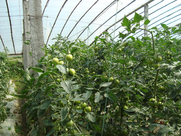 大棚蔬菜圖片