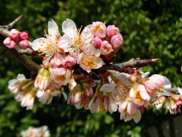 櫻桃花圖片