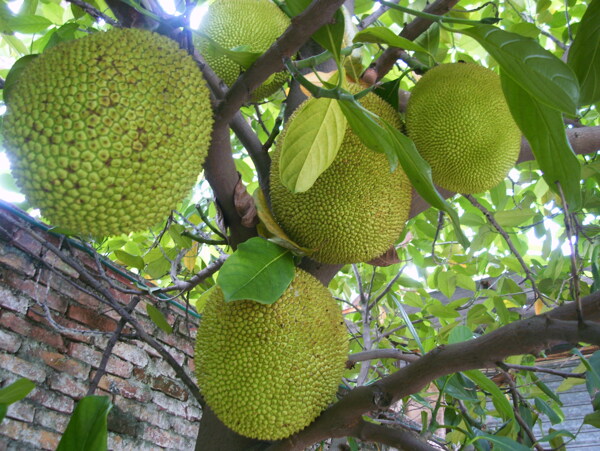 菠蘿蜜圖片