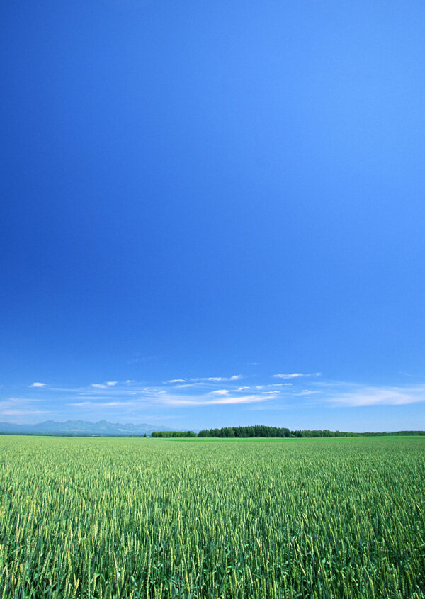 天空大地藍(lán)天白云草地