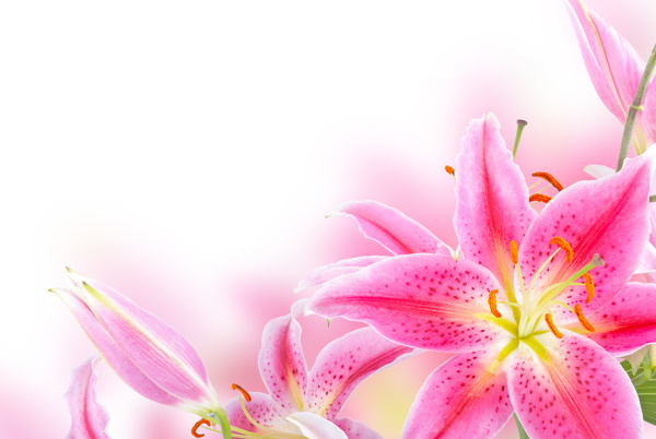 百合花圖片