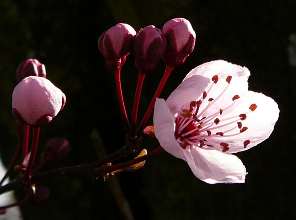 位圖植物攝影寫(xiě)實(shí)花卉花朵野花免費(fèi)素材