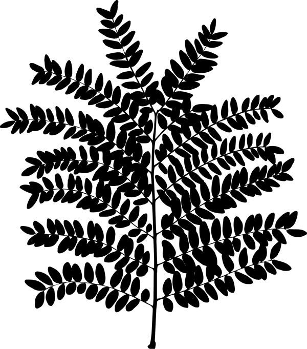 植物系列树叶
