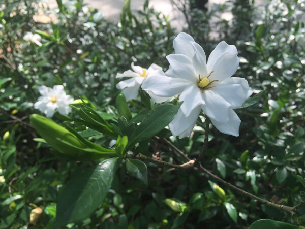 梔子花