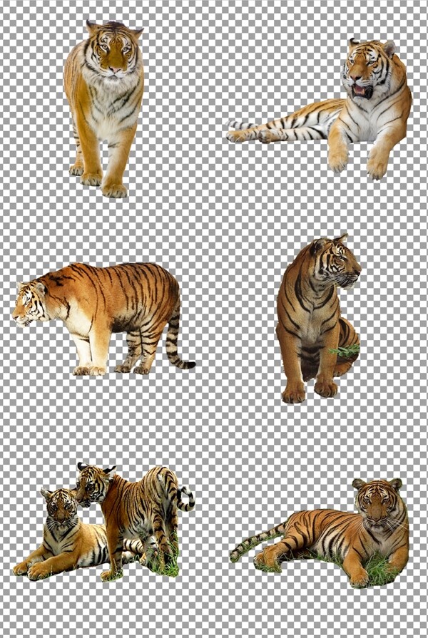 老虎