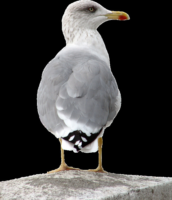 灰色羽毛站着的海鸥免抠png透明图层素材