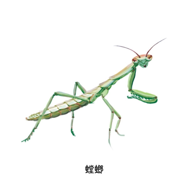 螳螂夏季草丛飞行昆虫写实单体特写科普插图
