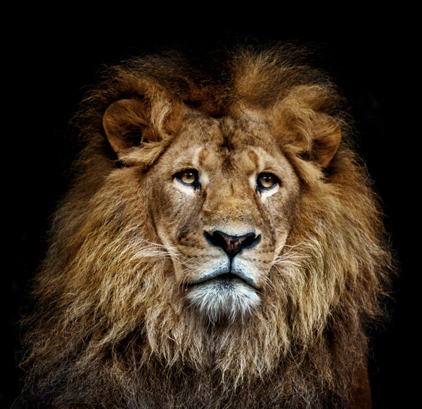 狮子雄狮图片