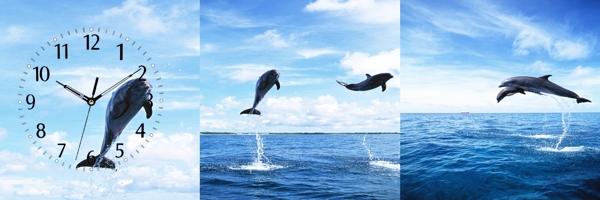 海豚鐘畫