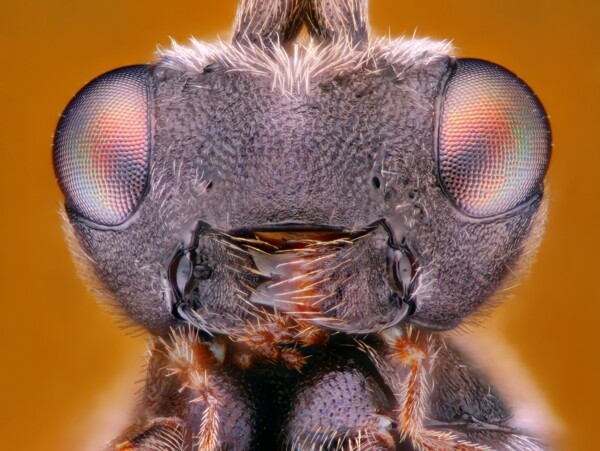 昆虫世界微距图片