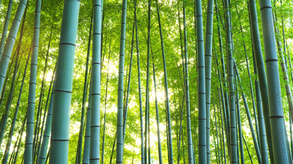竹子背景图