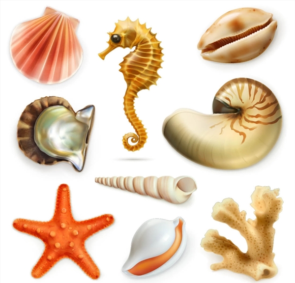 海底动物贝壳