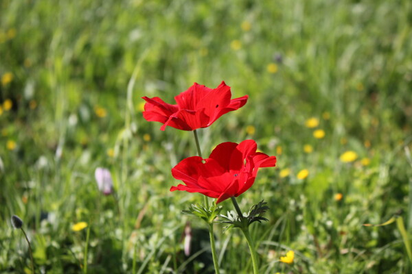 鲜艳红色罂粟花图片
