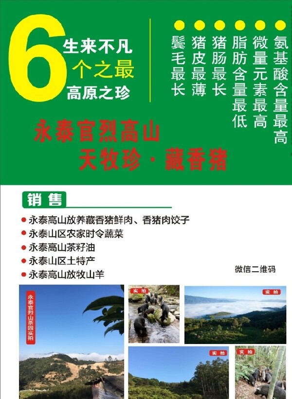 香豬