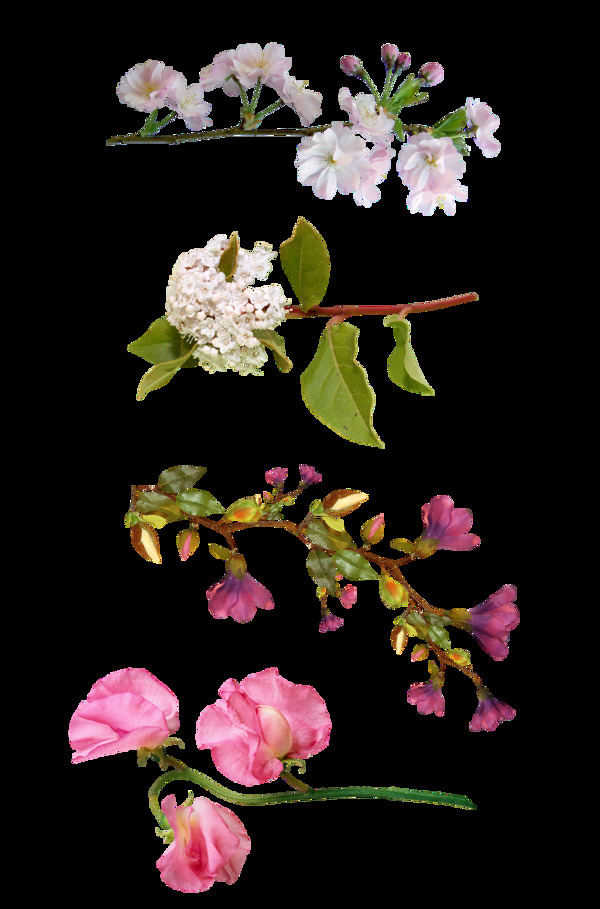 粉色花枝花朵png元素素材