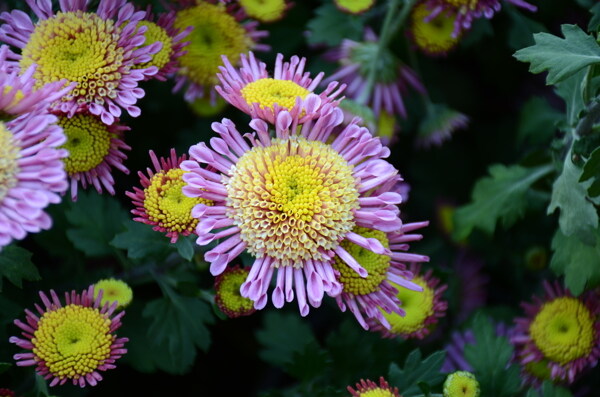 菊花