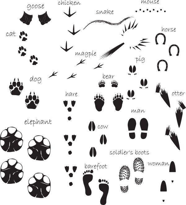 人和动物的各类脚印