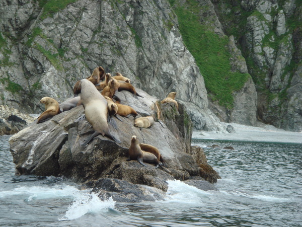 海边海狮群图片