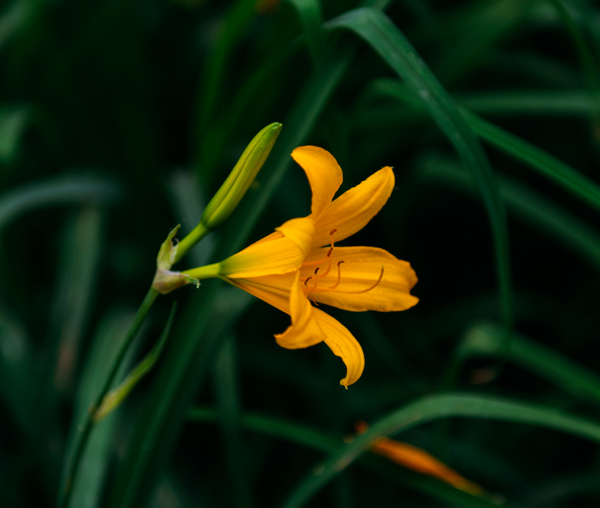 魅力萱草花卉