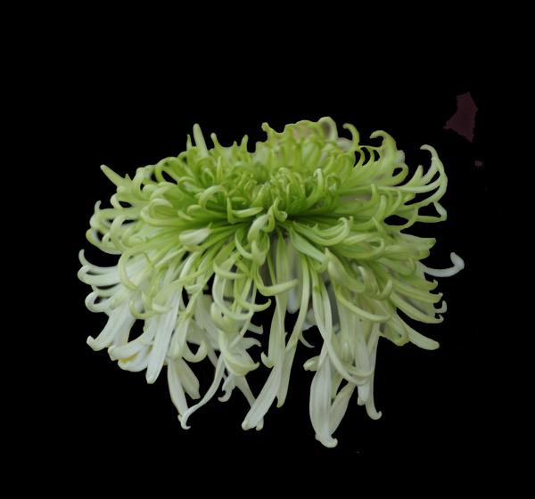 位圖植物花朵菊花免費(fèi)素材