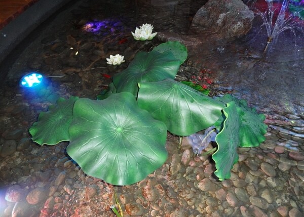 荷花圖片