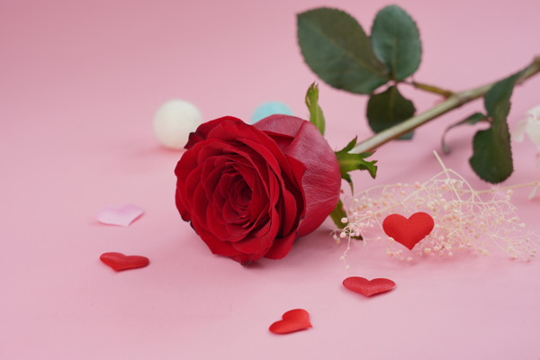 情人节装饰一朵玫瑰花