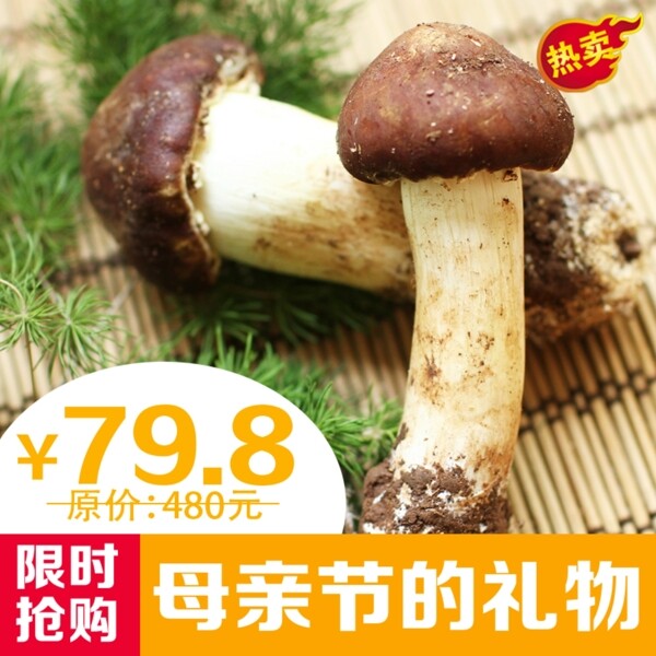 姬松茸
