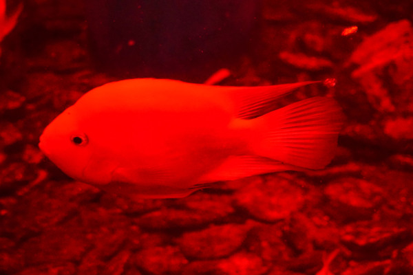 海底世界红色海鱼