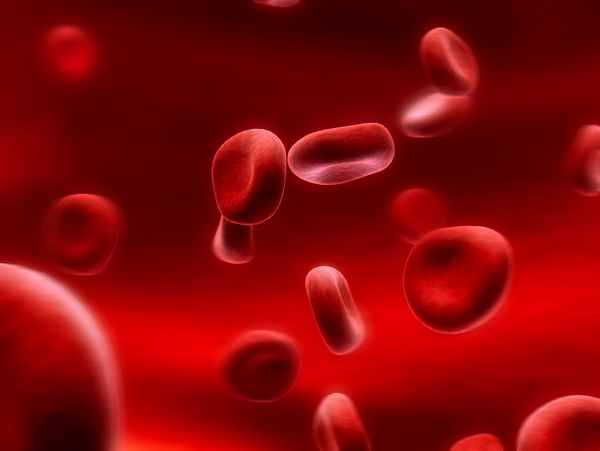 血液内的红细胞图片