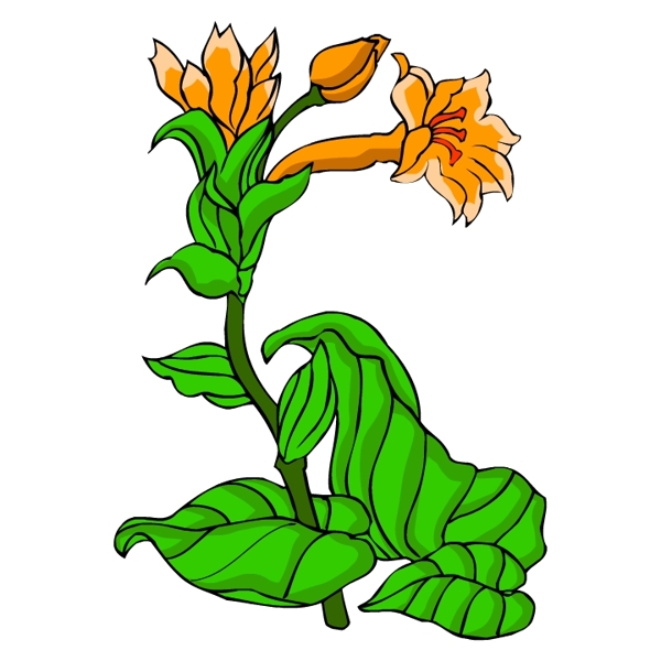 花卉古典插畫