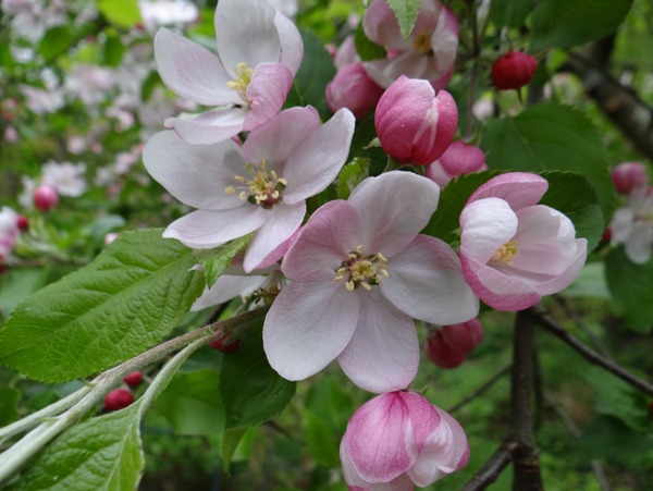 树枝上的苹果花