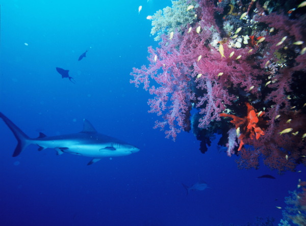 蓝色海底鲨鱼图片