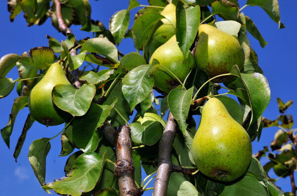 梨子树图片