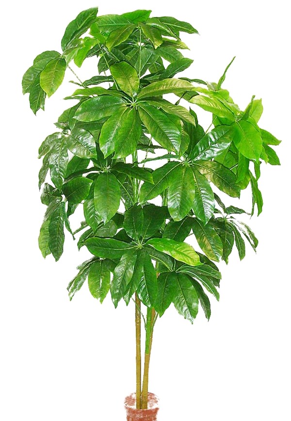 高清植物圖片