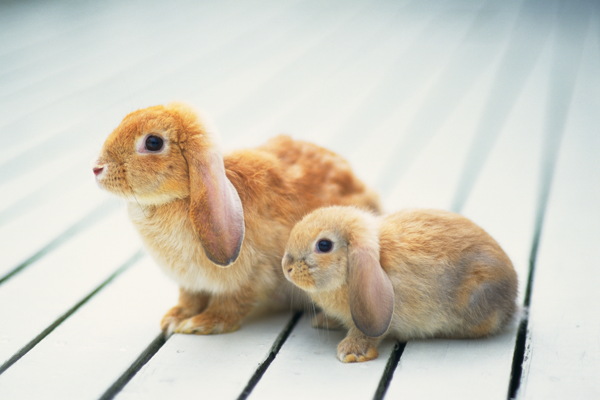 動物動物剪影動物圖片動物世界