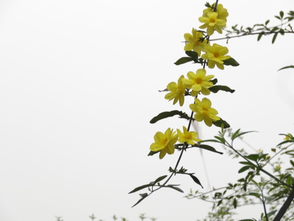 迎春花圖片