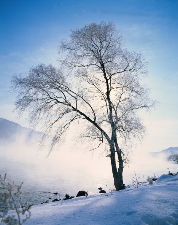 蓝天下雪地上的树木高清风景图片图片